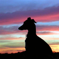 Italian Greyhound silhouette